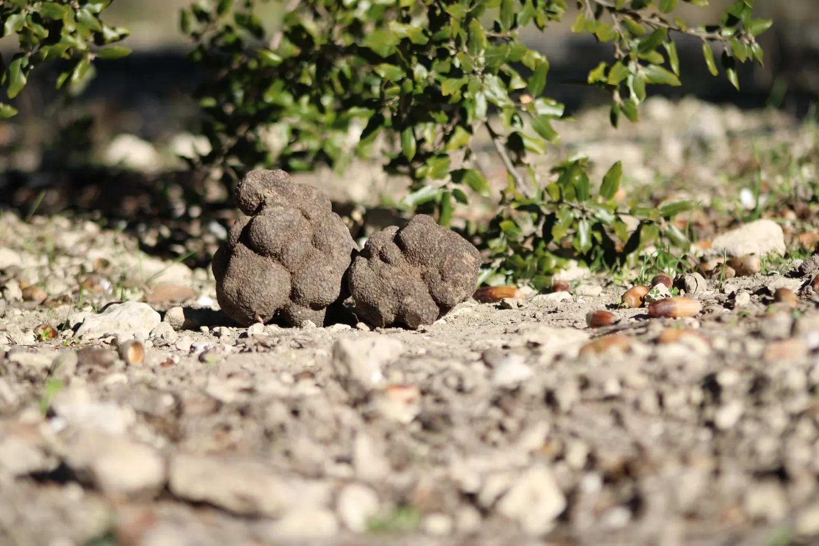 Twee truffels op de grond voor een boom