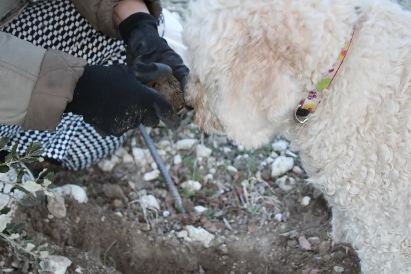 Ein Hund mit hellem Fell beschnuppert eine Trüffel in einer behandschuhten Hand.