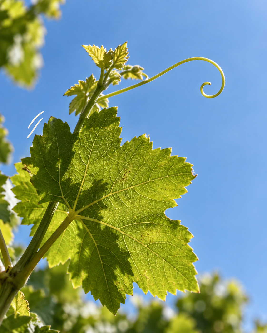 Une feuille de vigne éclairée par le soleil et une jeune vrille sur fond de ciel bleu