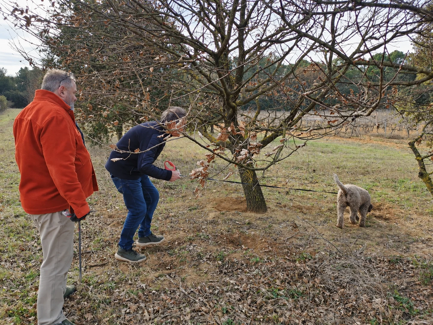 Deux visiteurs suivent le chien truffier au pied d’un chêne