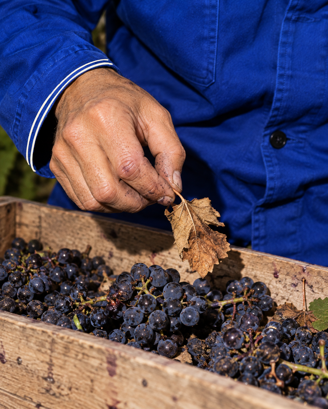 Une main retire une feuille lors du tri des raisins dans une cagette en bois