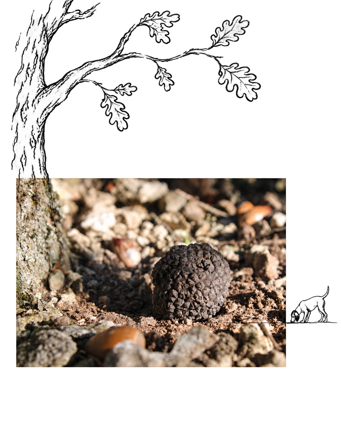 Une truffe au pied d’un chêne, dans une composition mêlant photographie et dessins de branches et de chien