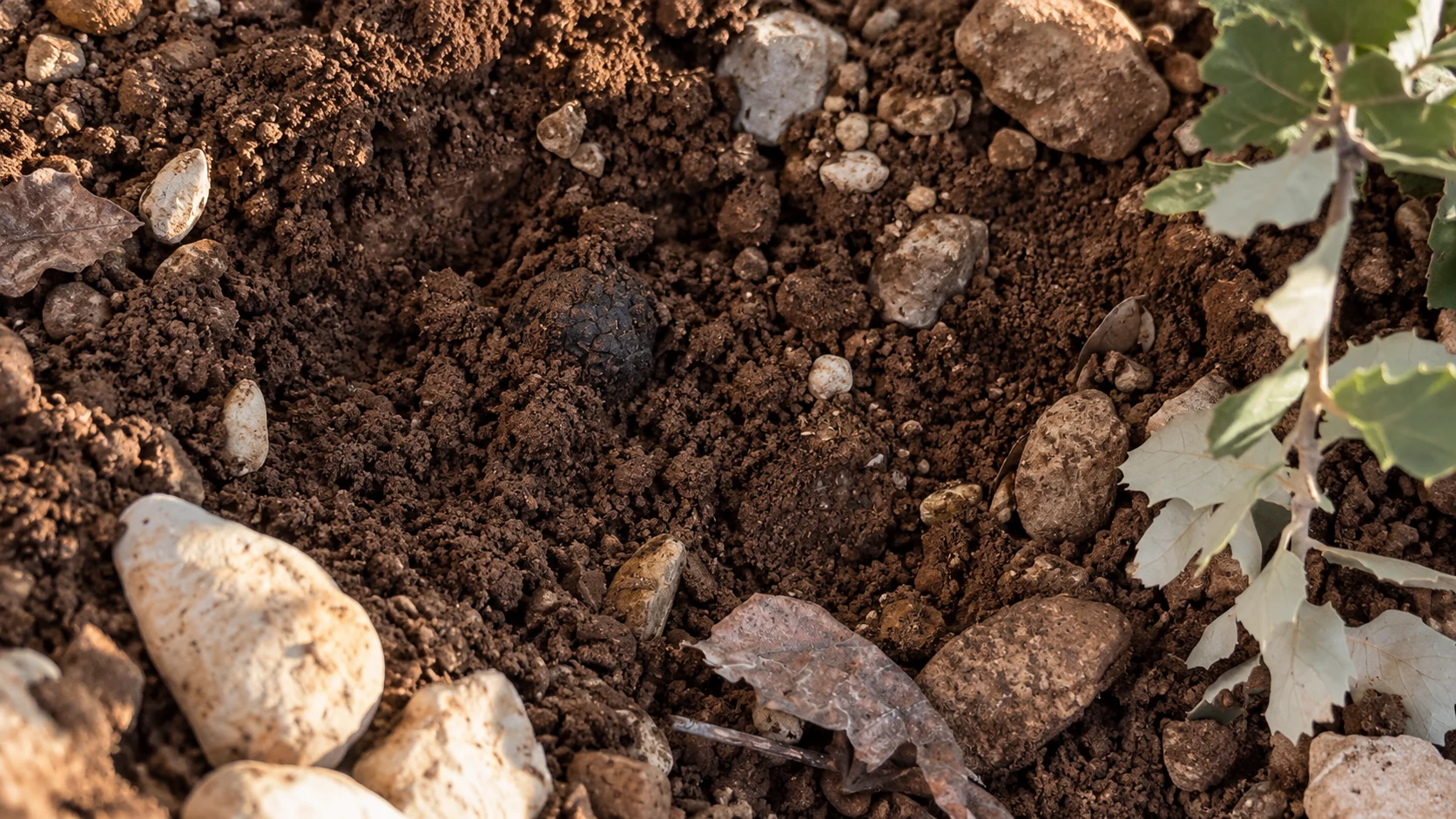 Truffe noire encore dans la terre, entre les galets et les feuilles de chêne