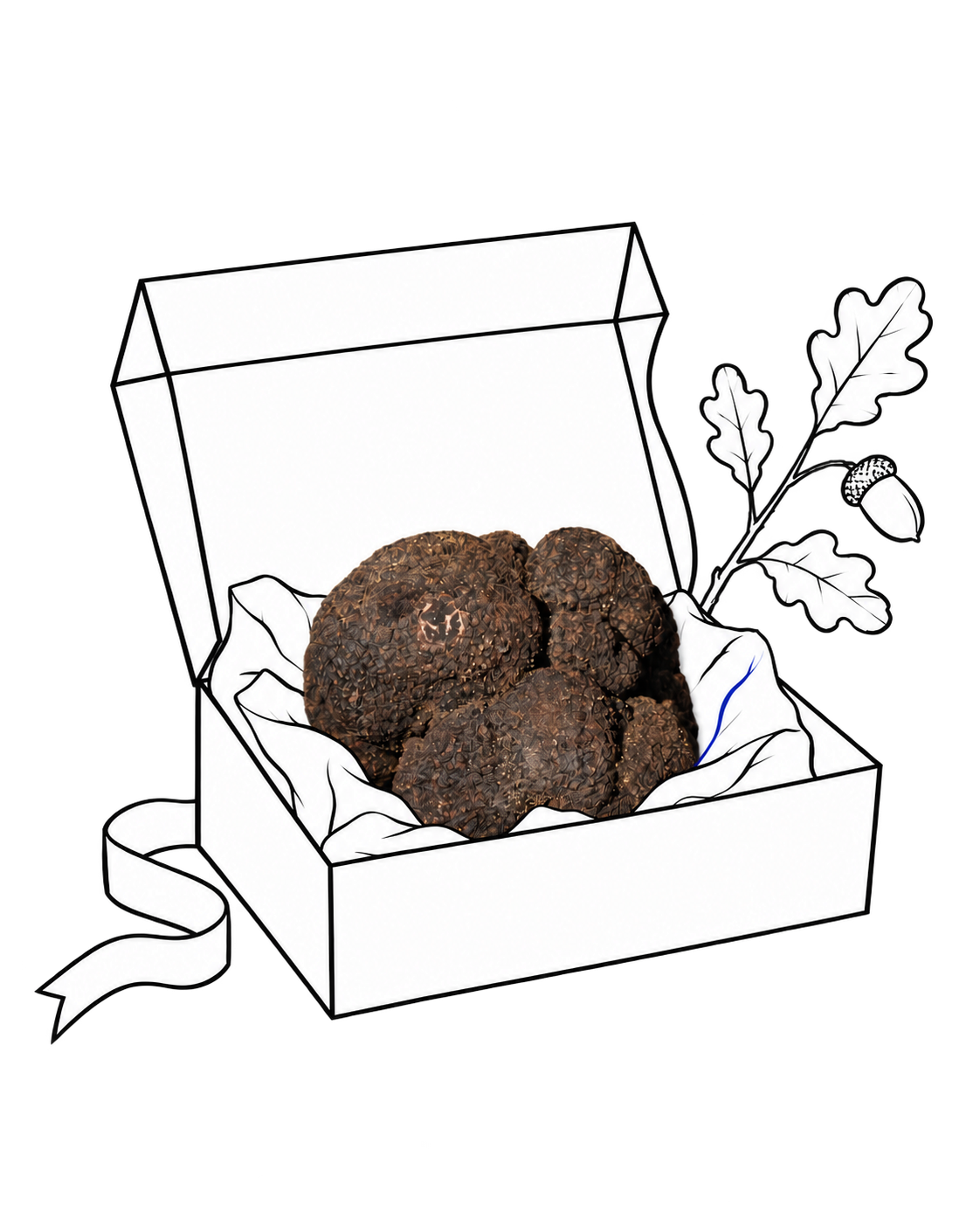 Truffes noires dans un coffret dessiné, accompagné d’une branche de chêne
