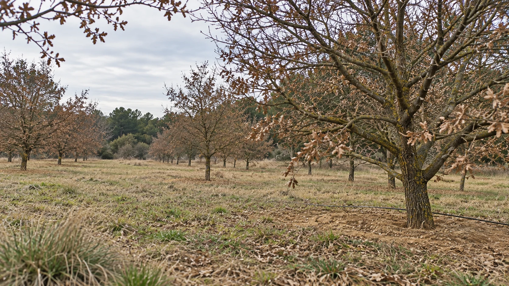Les rangs de chênes de la truffière