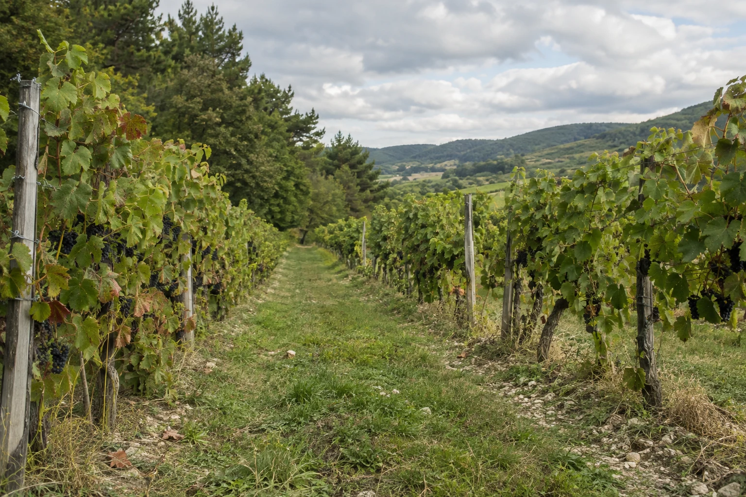 Rangs de vignes du domaine